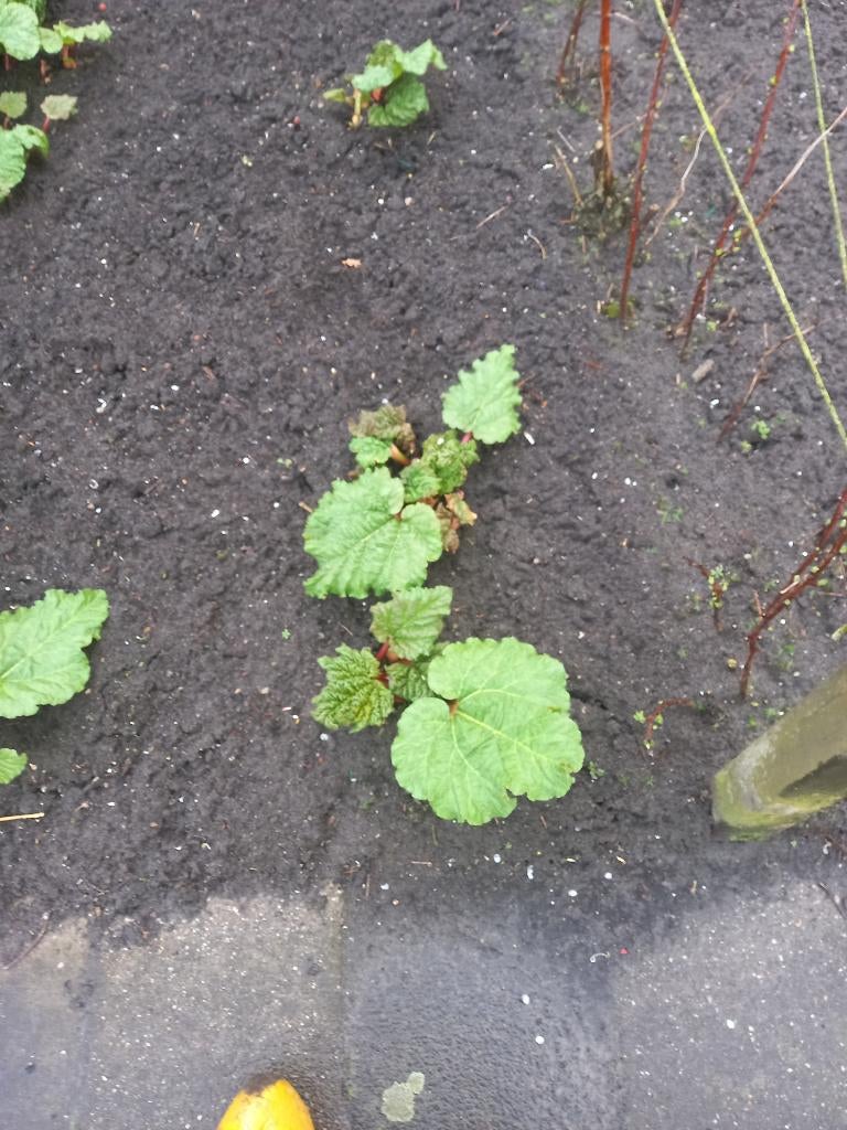 rabarber planten, Tuin en Terras, Planten | Tuinplanten, Ophalen, Bloeit niet, Halfschaduw, Groenteplanten