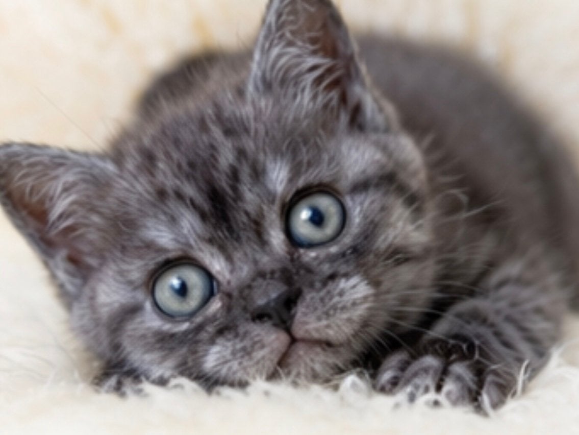 Prachtige Britse Korthaar kittens zoeken een liefdevol thuis, Meerdere dieren, Ontwormd, 0 tot 2 jaar
