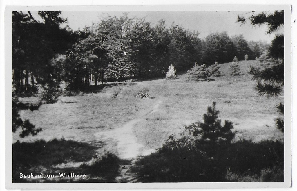 Wolfheze Beukenlaan -  ansichtkaart B8391 uit 1950, Ophalen of Verzenden, 1940 tot 1960, Gelopen, Zuid-Holland