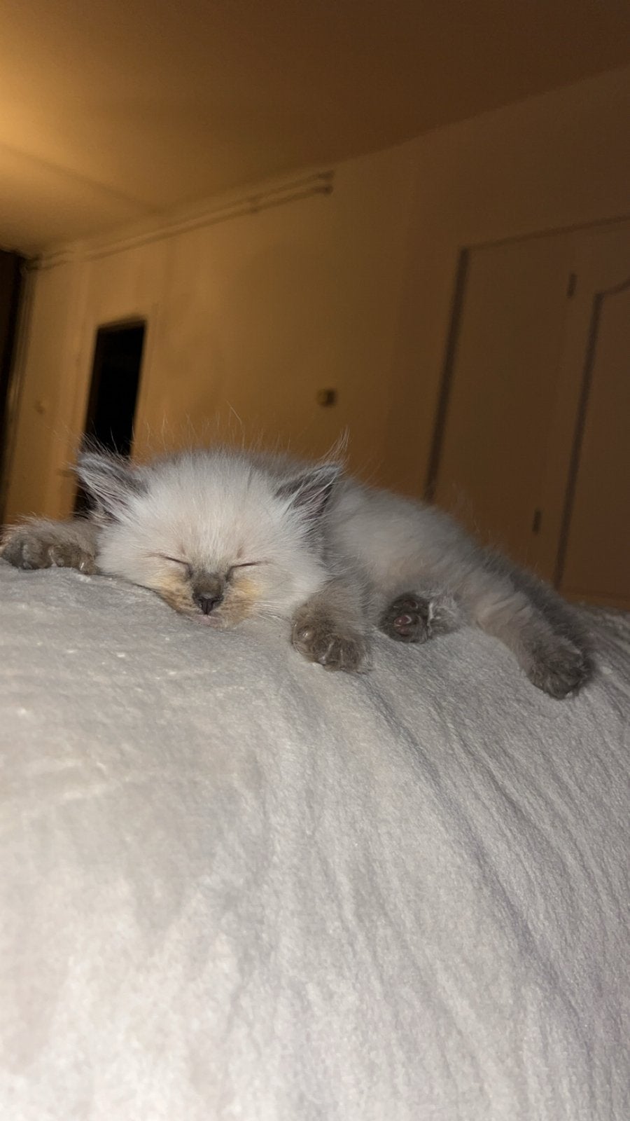 Ragdoll kitten te koop, Dieren en Toebehoren, Katten en Kittens | Overige Katten, Kater, Langharig, 0 tot 2 jaar
