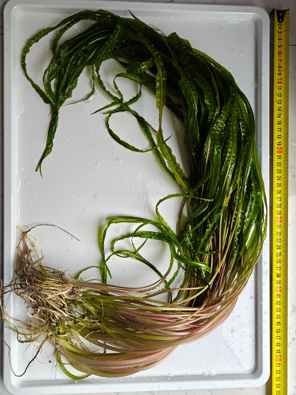 Cryptocoryne spiralis Red, Ophalen of Verzenden, Nieuw, Plant(en), Steen of Hout