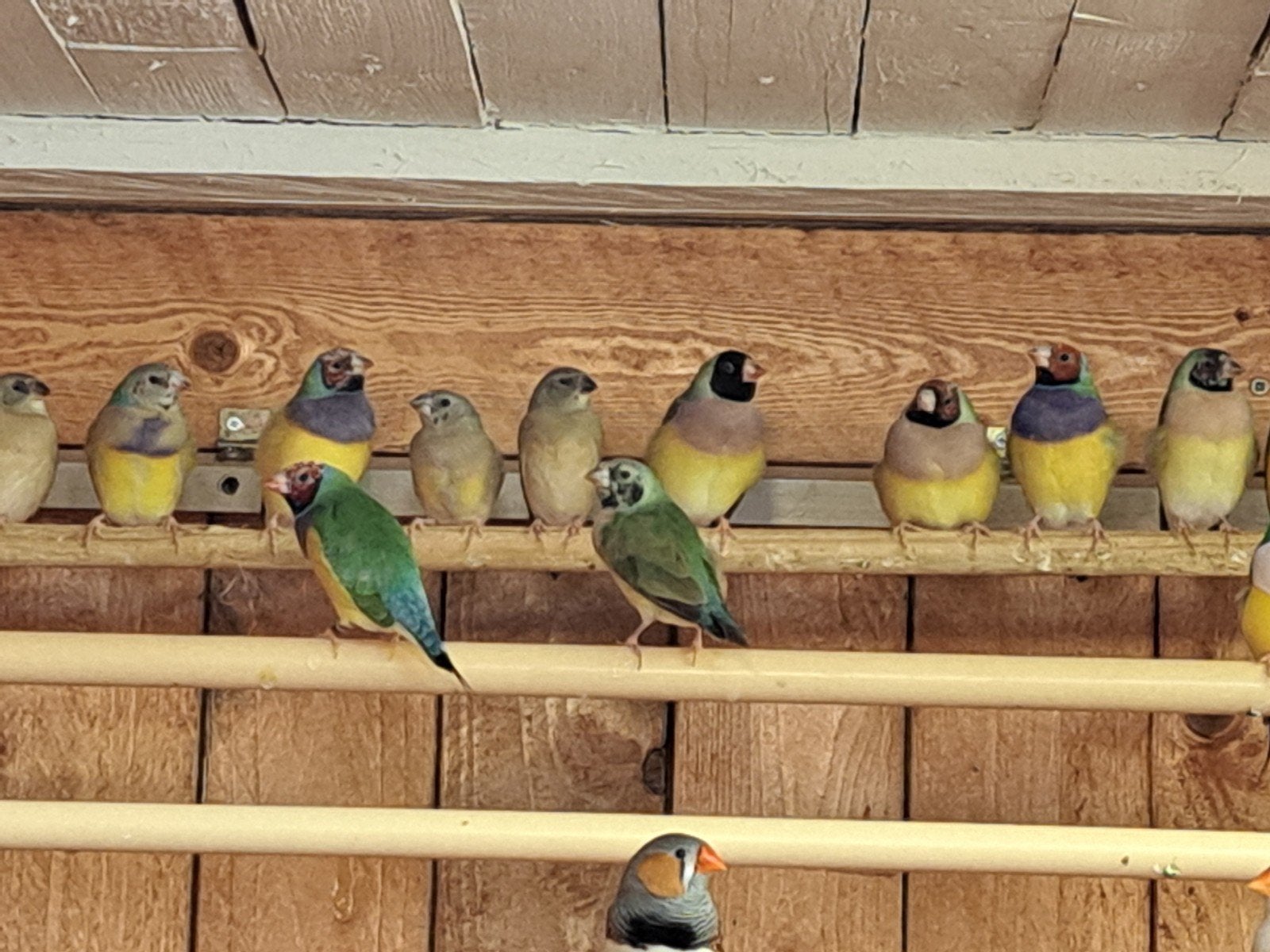 jonge  goulds, Dieren en Toebehoren, Meerdere dieren