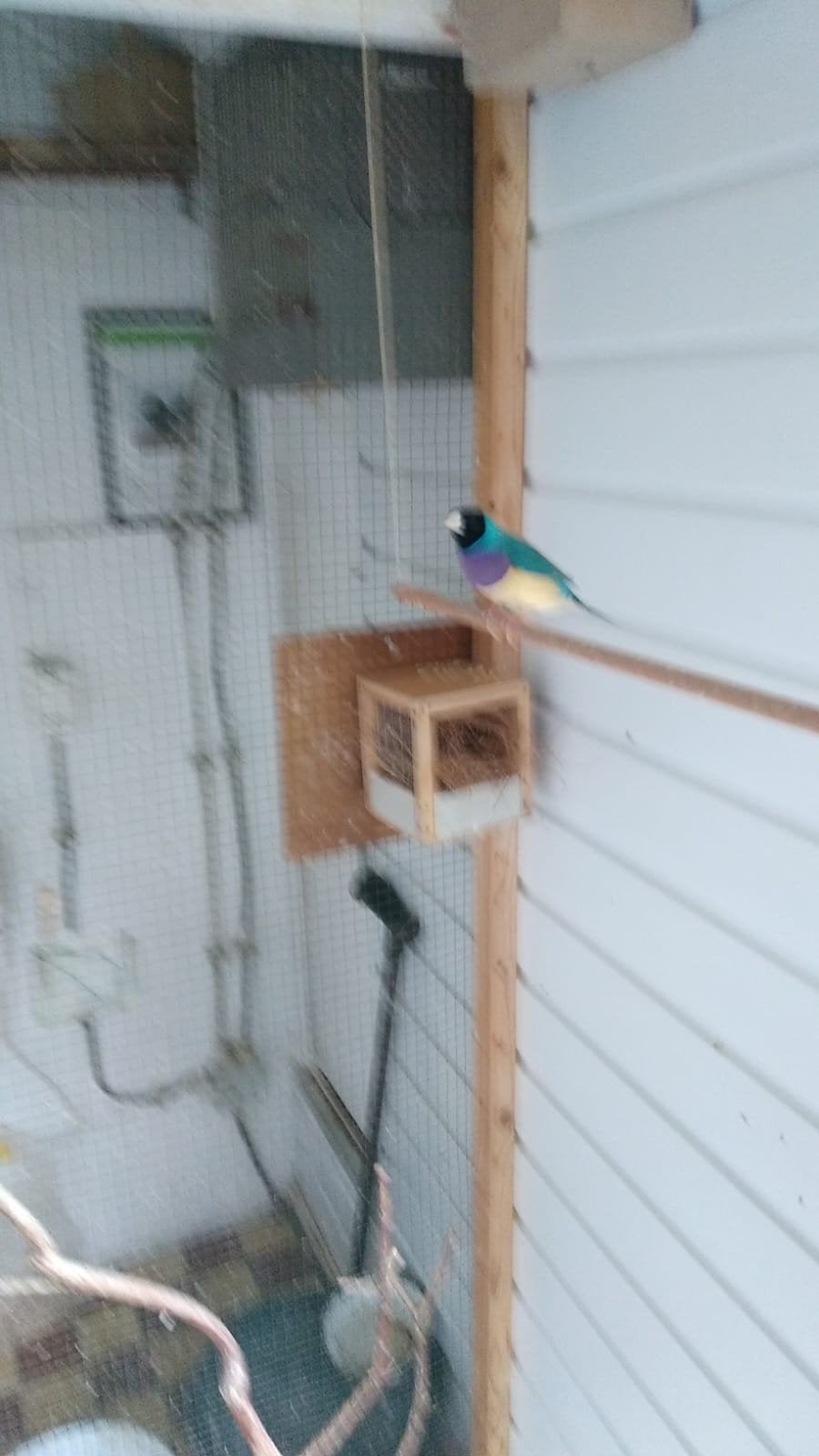 Te koop Twee mooie blauwe Gould Amadine mannen, Dieren en Toebehoren, Mannelijk