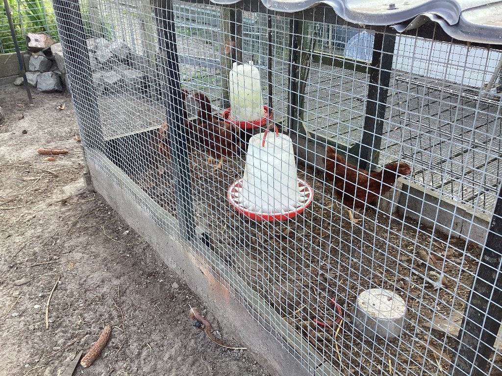 Kippen, Dieren en Toebehoren, Pluimvee, Vrouwelijk, Kip