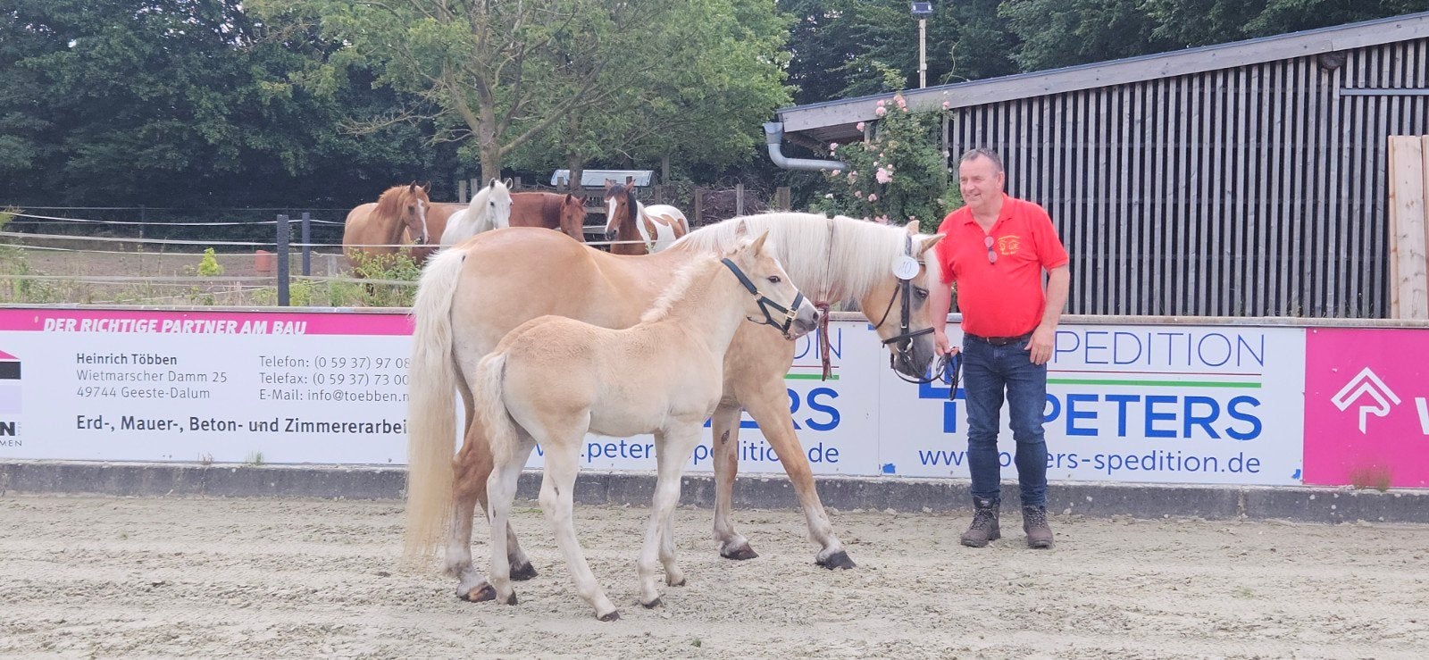 Haflinger Hengstfohlen, Hengst, Met stamboom