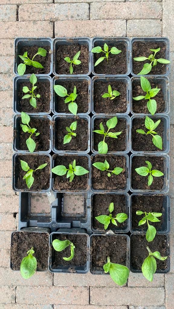 Biologische moestuinplantjes paprika tomaat enz, Tuin en Terras, Ophalen, Volle zon, Groenteplanten, Eenjarig