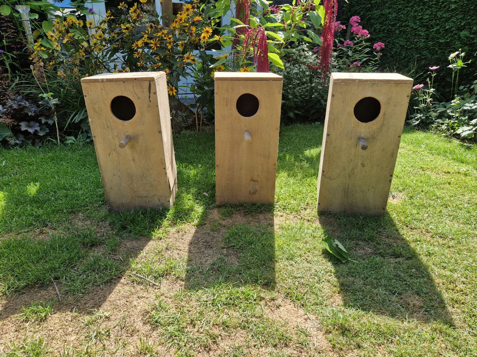 broedklos grote parkiet zoals valkparkiet, Ophalen, Hout, Vogelkooi