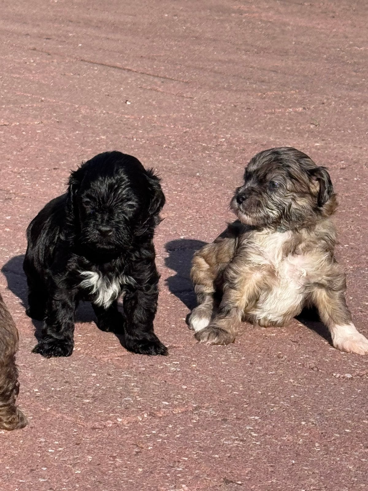 Mini labradoodles van gekeurde ouders, Parvo, Overige rassen, 8 tot 15 weken, Meerdere