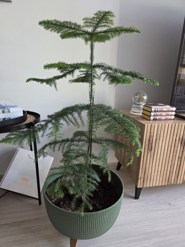 Grote Kamerden (Norfolk Island Pine) inclusief bloempot, Tuin en Terras, Bloempotten, Gebruikt, Overige materialen, Binnen, 70 cm of meer