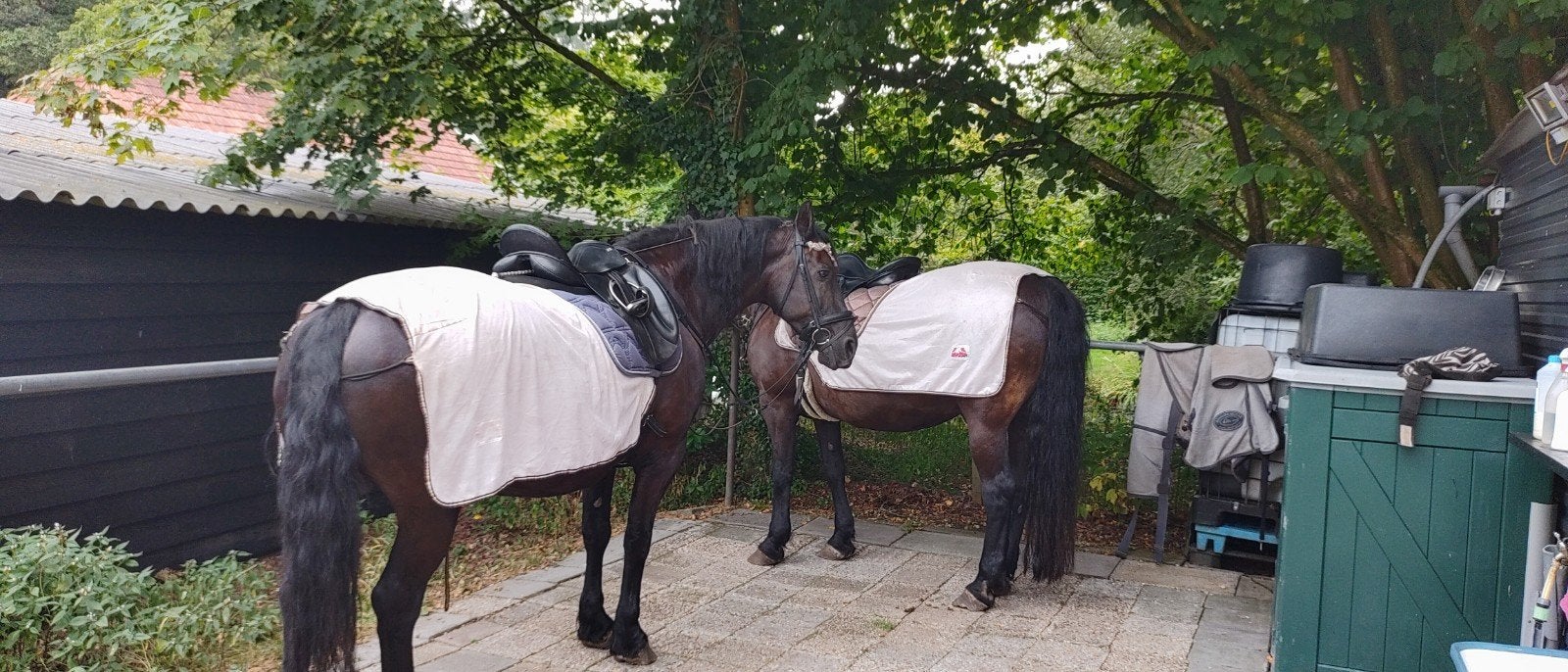 verzorging gezocht, Dieren en Toebehoren, Paarden en Pony's | Overige Paardenspullen, Ophalen