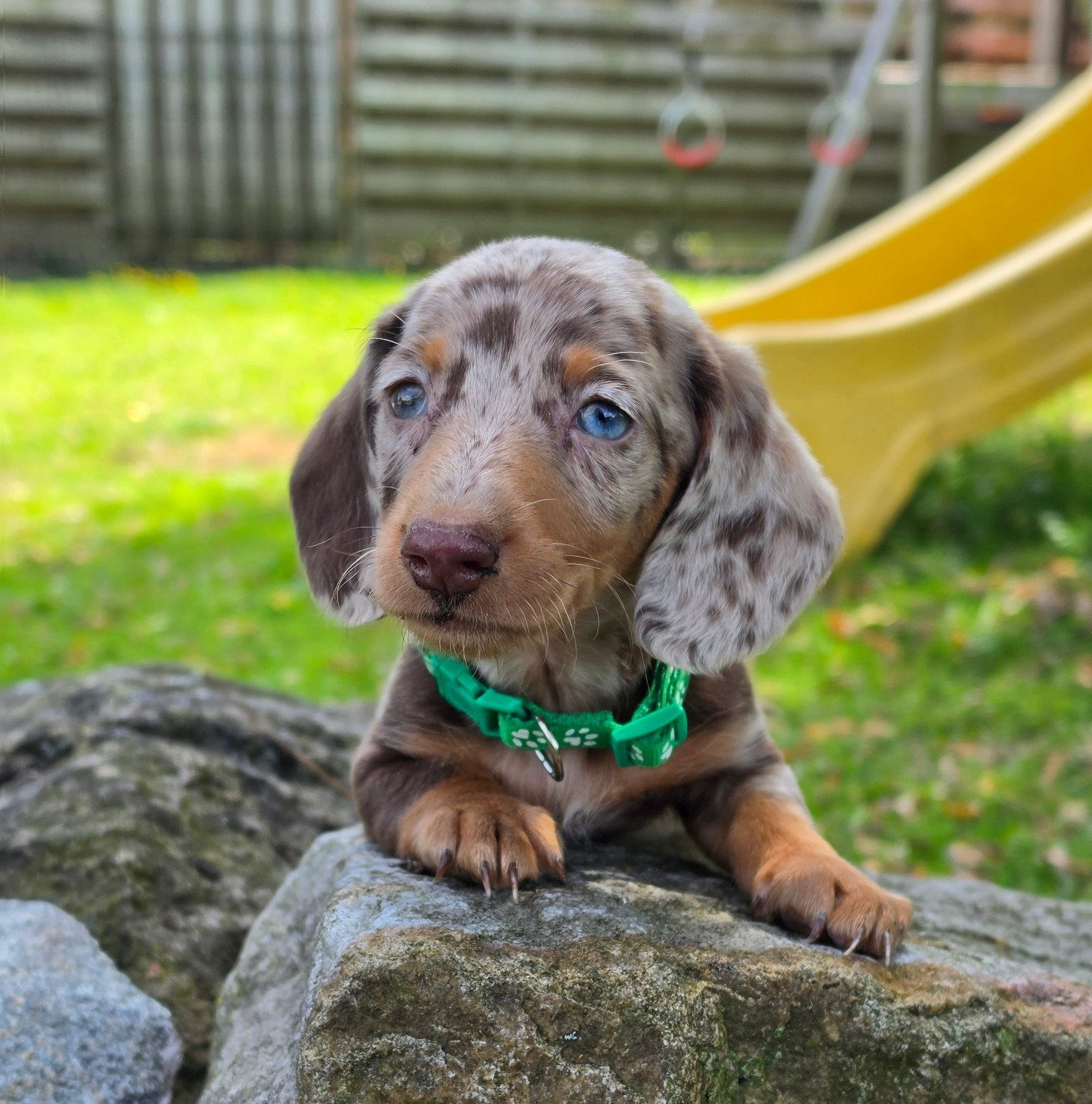 ✨️Schitterende kleine teckel pups!✨️, 8 tot 15 weken, Korthaar, Dwerg, Meerdere