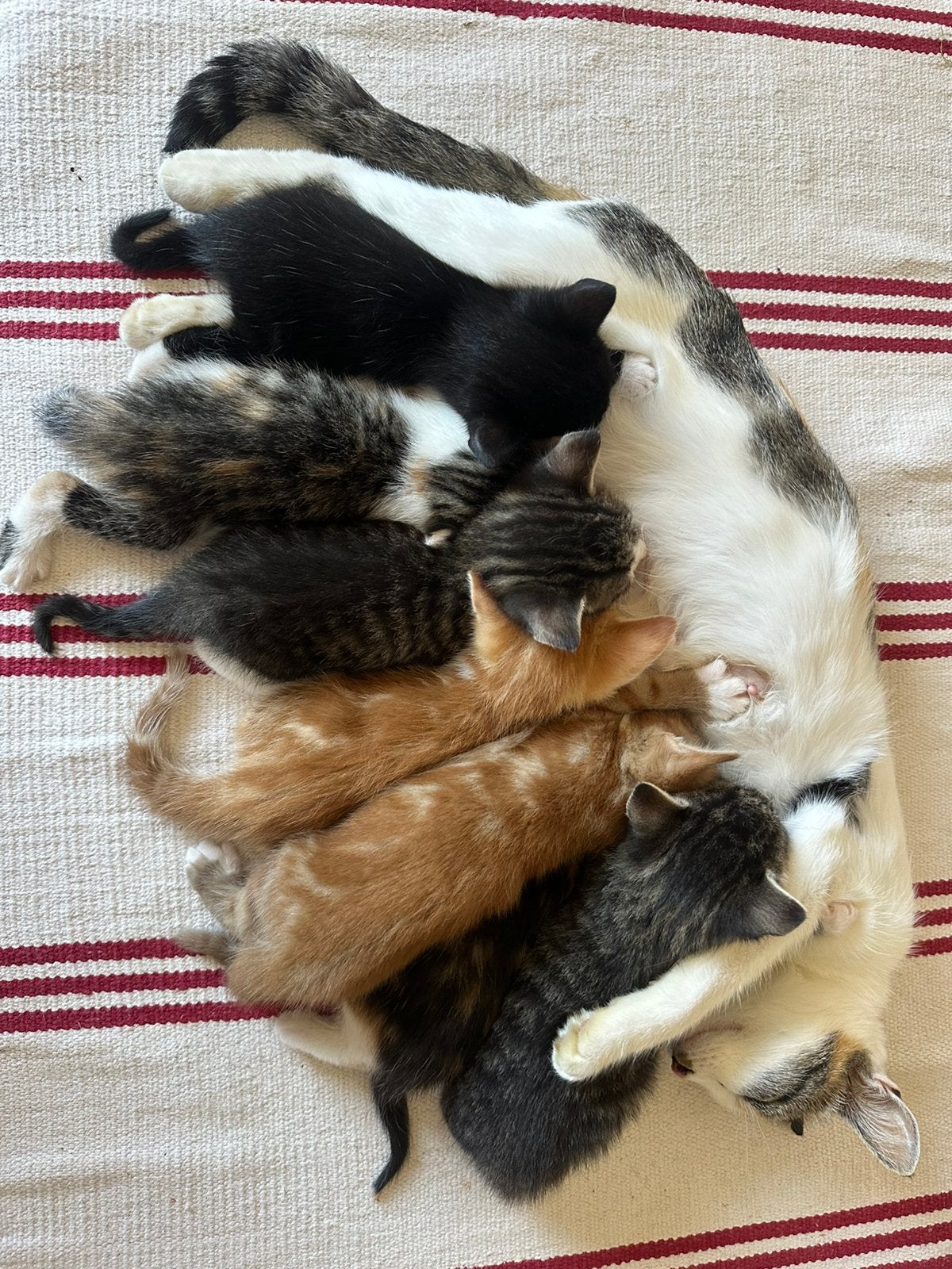 Kittens tekoop, Dieren en Toebehoren, Katten en Kittens | Overige Katten, Meerdere dieren, Kortharig, 0 tot 2 jaar