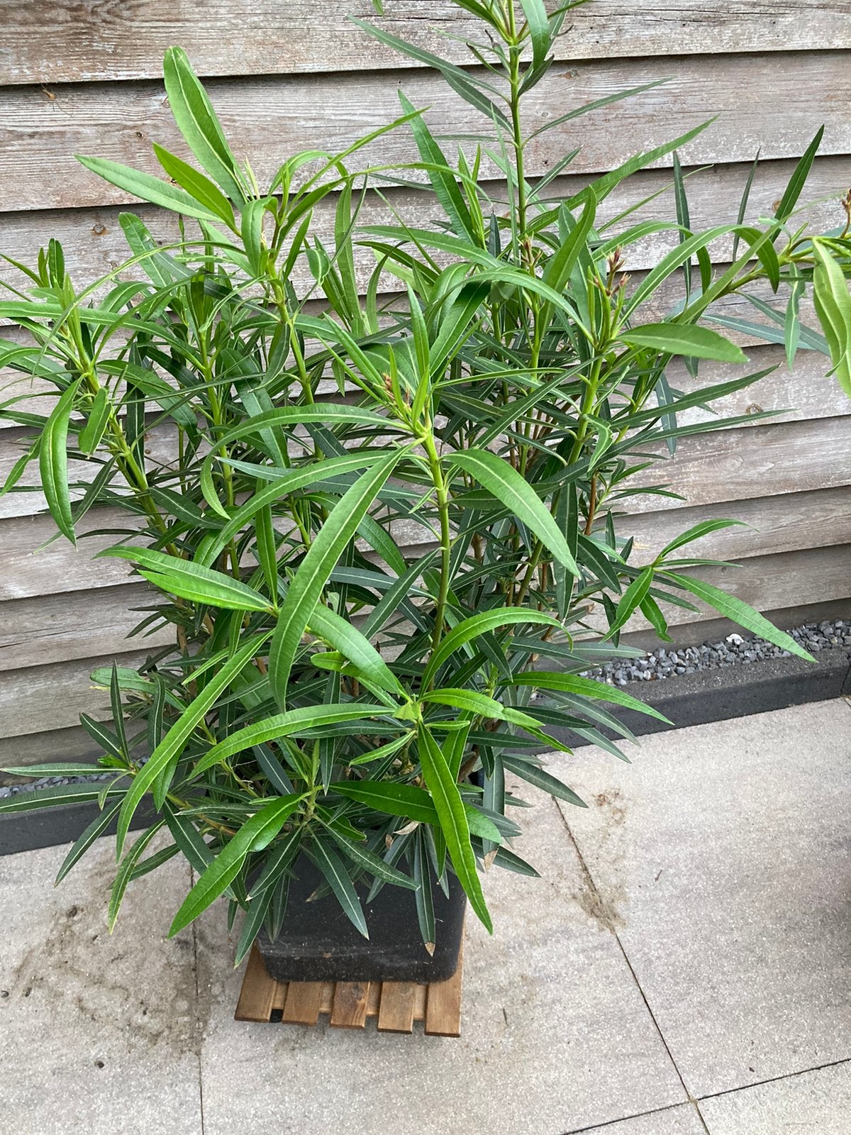 Prachtige Oleanders 3 stuks ongeveer 1.10 hoog, Tuin en Terras, Planten | Tuinplanten, Ophalen, Overige soorten, Volle zon