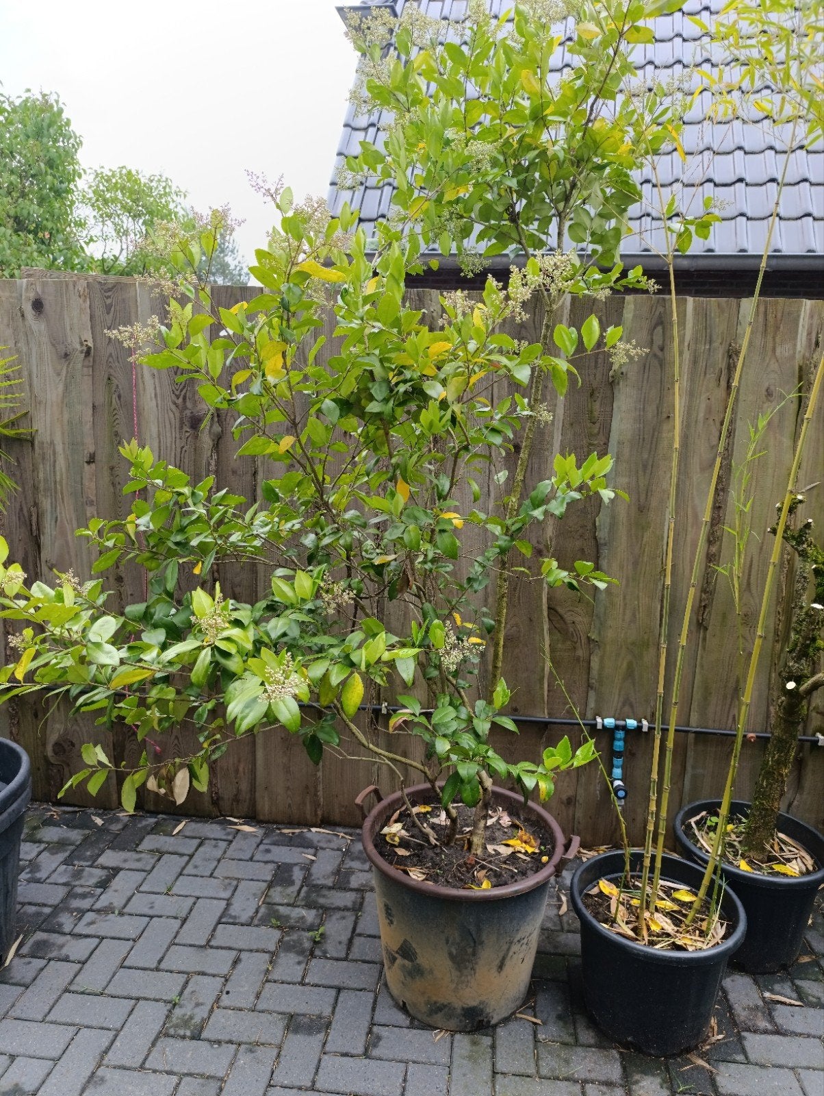 Japanse liguster - Groenblijvende heester, Tuin en Terras, Planten | Tuinplanten, Ophalen, Overige soorten, Volle zon