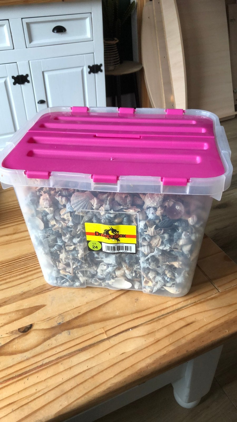 Grote doos vol diverse schelpen - decoratie/hobby, Verzamelen, Mineralen en Fossielen, Ophalen, Schelp(en)