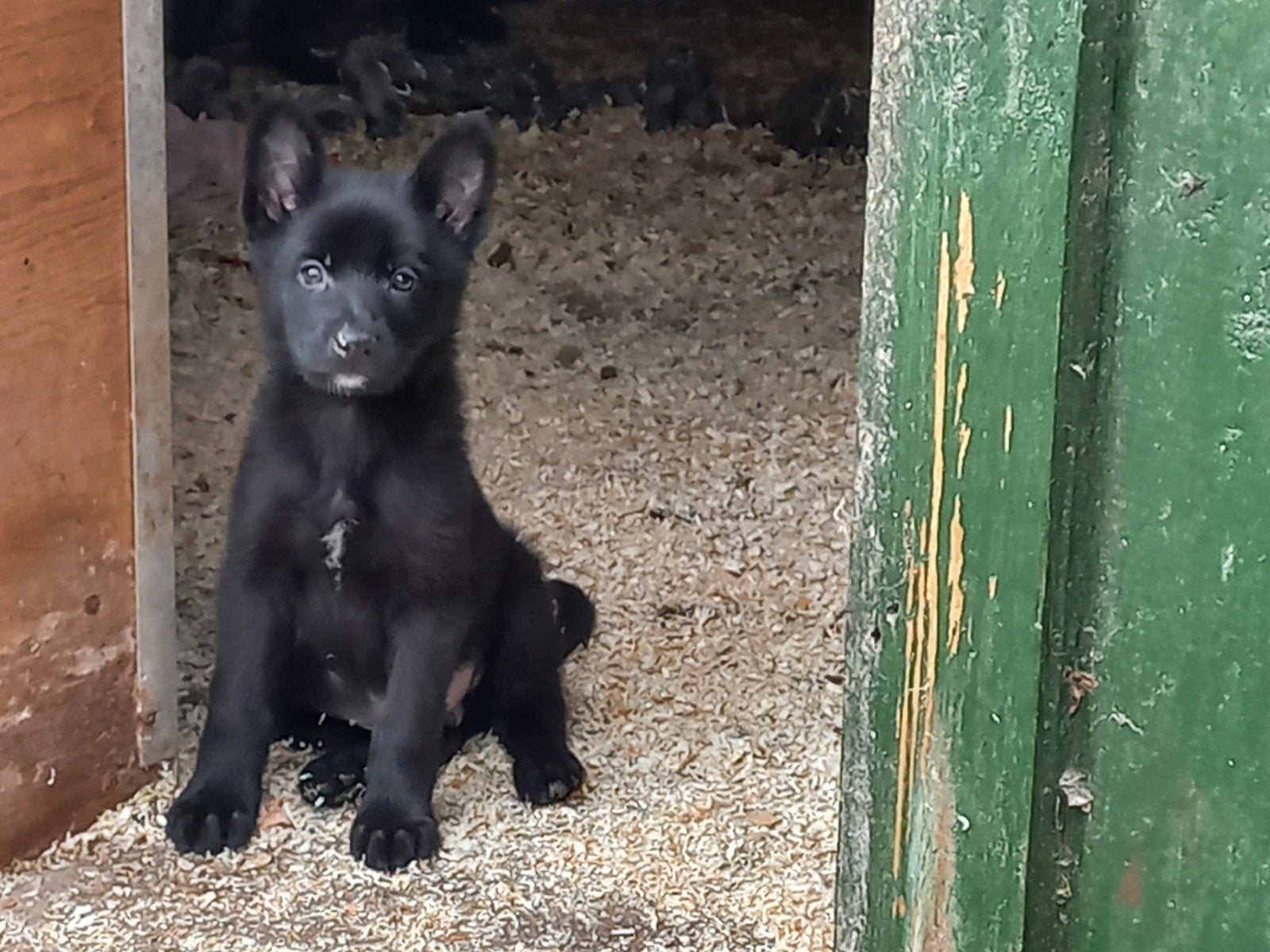 Duitse herder pups, 8 tot 15 weken, Meerdere, Meerdere dieren, CDV (hondenziekte)