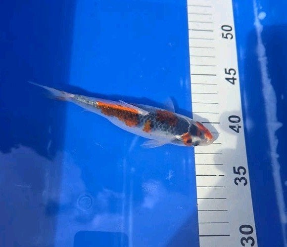 goshiki, Dieren en Toebehoren, Karper of Koi