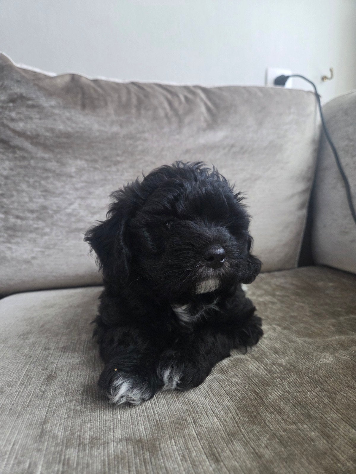 te koop lieve pup boomer x poedel, Overige rassen, 8 tot 15 weken, Teef, Eén hond