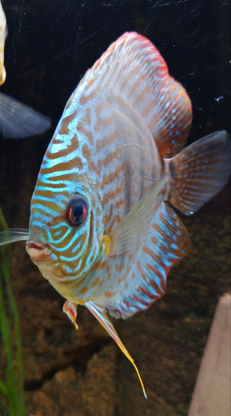 Discusvissen, Dieren en Toebehoren, Vis, Zoetwatervis, Schoolvis