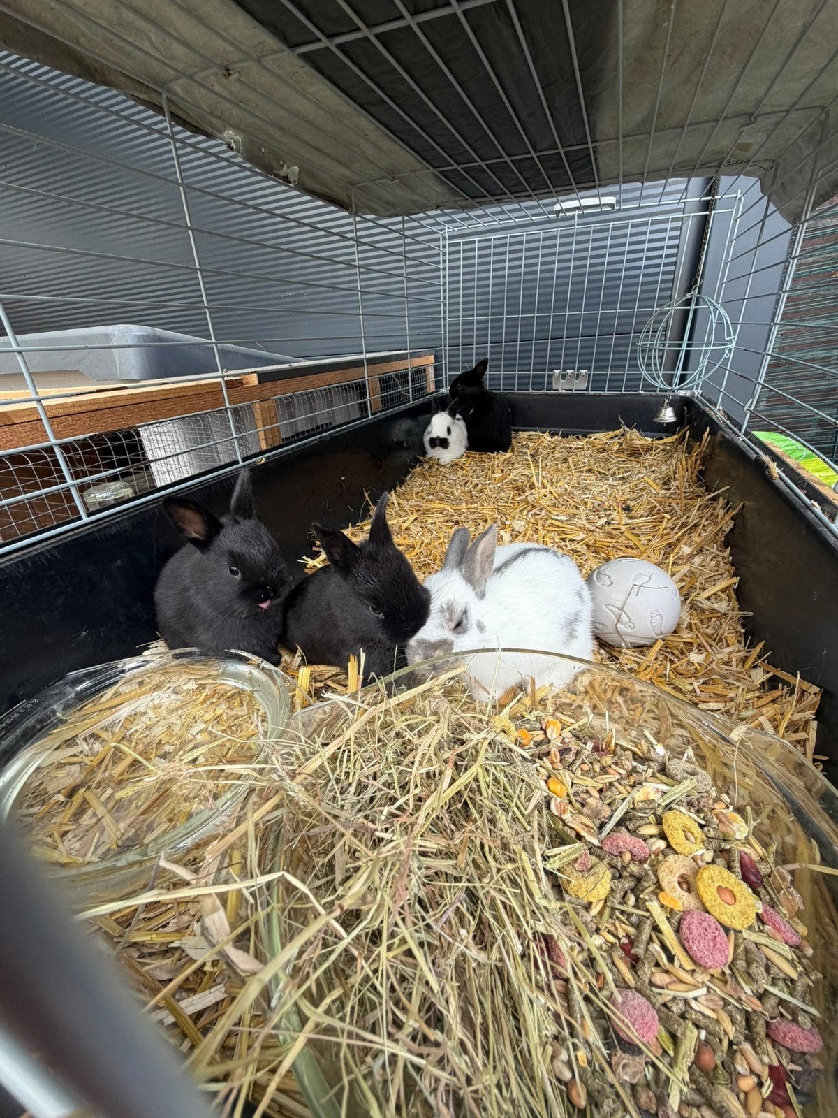 konijntjes, Dieren en Toebehoren, Ophalen of Verzenden, Overige typen