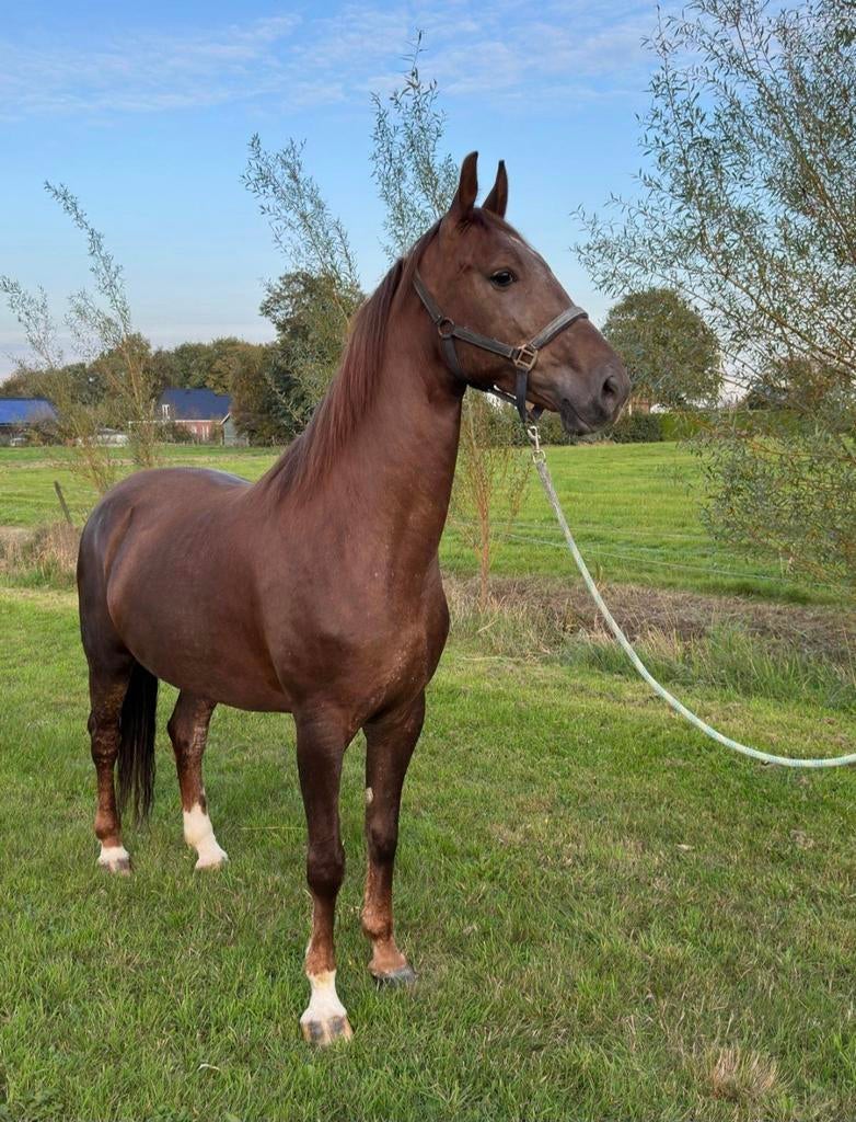 Merrie kwpn 8 jaar, Dieren en Toebehoren, Paarden, Merrie, Met stamboom, 7 tot 10 jaar, 160 tot 165 cm
