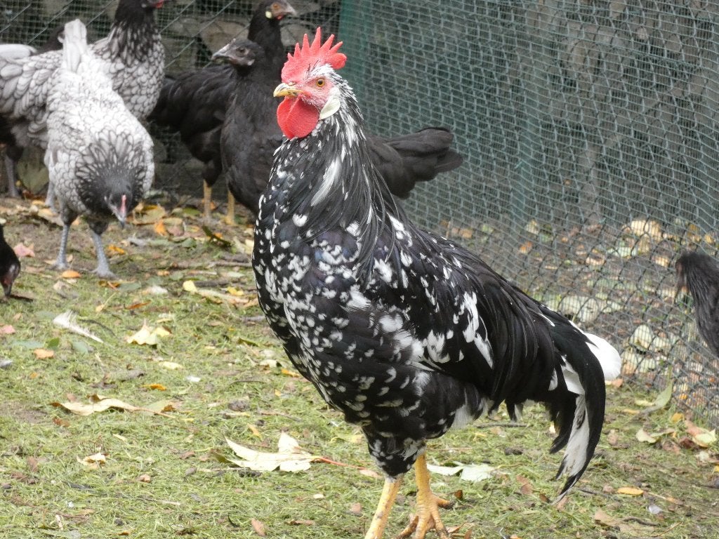 prachtige jonge leghorn haan donker bont exchequer, Dieren en Toebehoren, Mannelijk, Kip