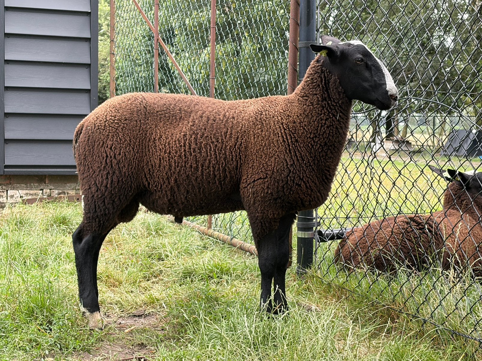 Zwartbles schaap ram, Dieren en Toebehoren, Schapen, Geiten en Varkens, Mannelijk, Schaap