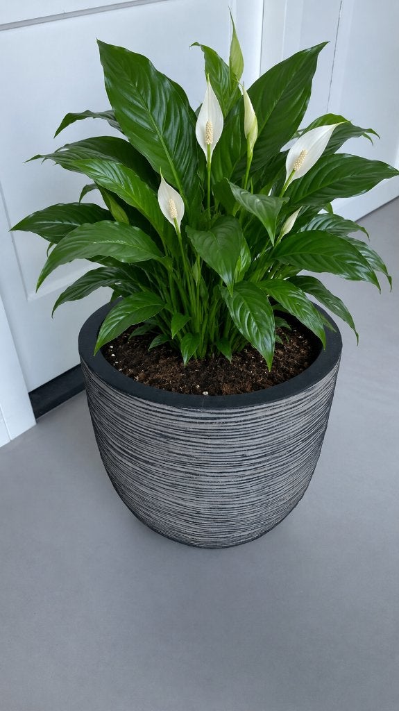 Capi Europe plantenpot Nature-Rib zwart/grijs H 43 D 41 cm, Tuin en Terras, Bloembakken en Plantenbakken, Ophalen, Kunststof, Minder dan 60 cm