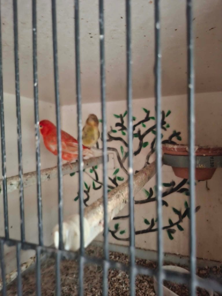 4 koppels kanaries met kweekkooien en toebehoren., Dieren en Toebehoren, Meerdere dieren, Kleurkanarie