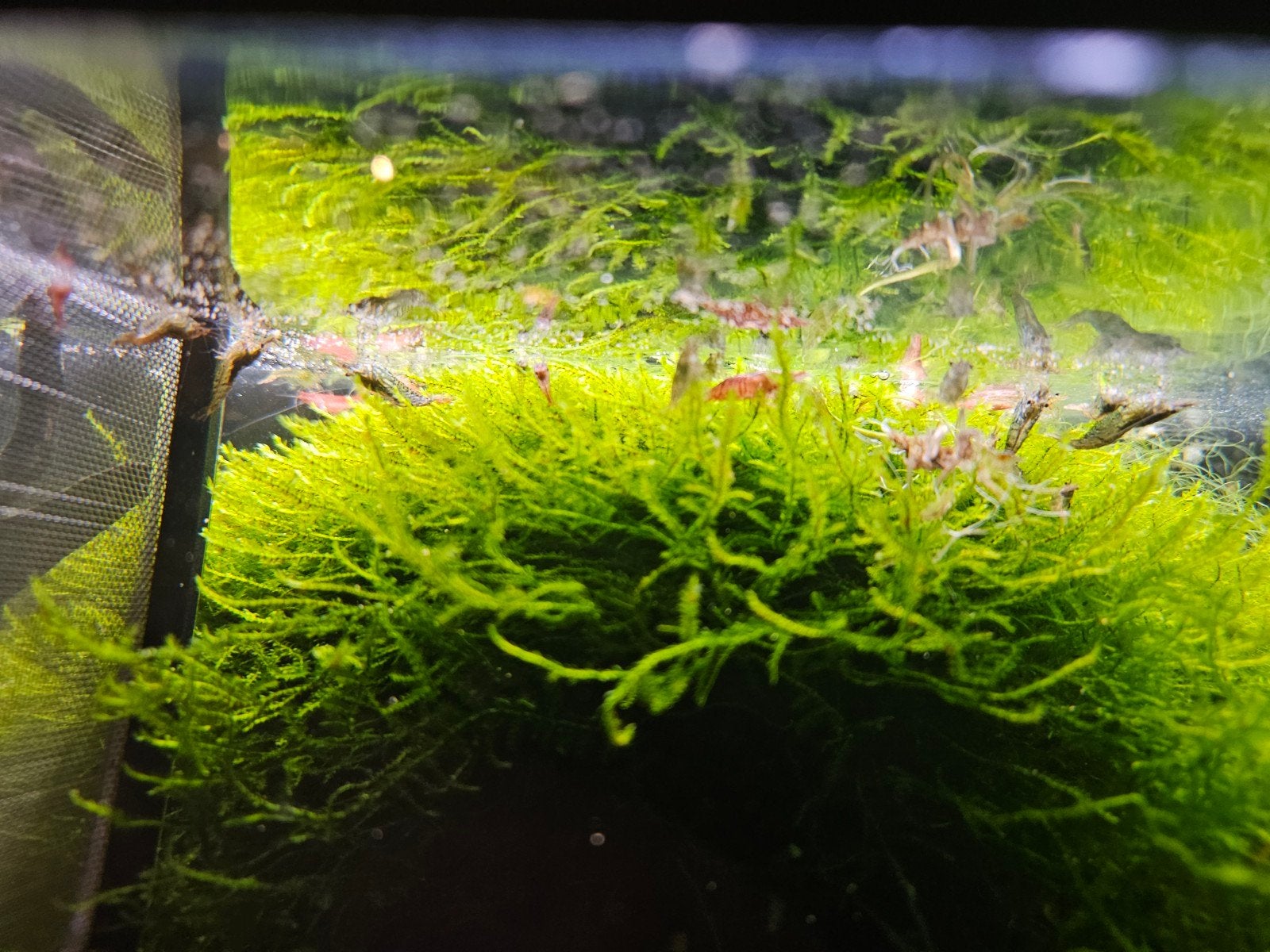 garnalen  Aanbieding, Kreeft, Krab of Garnaal, Zoetwatervis