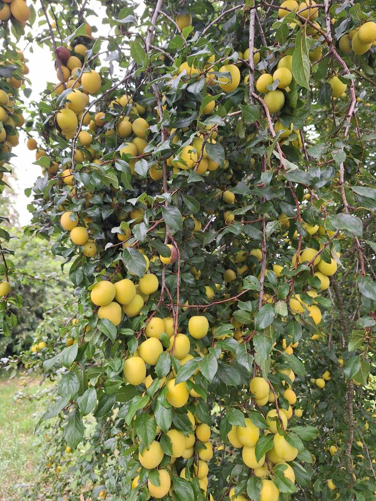 Mirabel pruimen € 3,- per kg. fruit en groenten, Ophalen of Verzenden