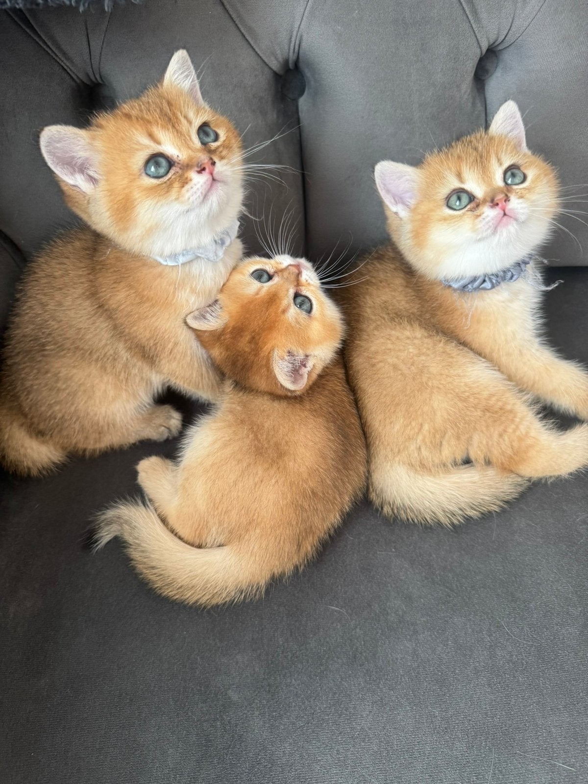 Britse Korthaar kittens Black Golden & Silver Shaded, Dieren en Toebehoren, Meerdere dieren, Ontwormd