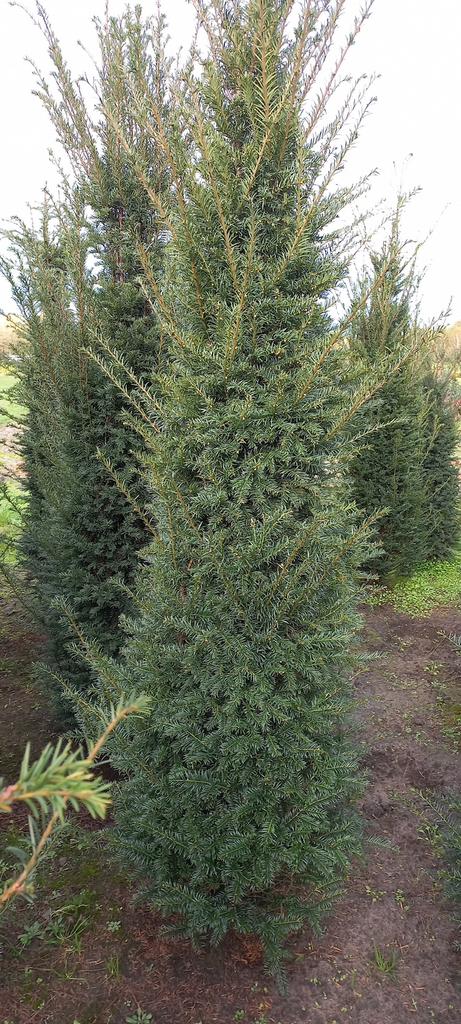Mooie volle taxus baccata 80 cm tot 275 cm, Ophalen of Verzenden, Taxus, 100 tot 250 cm