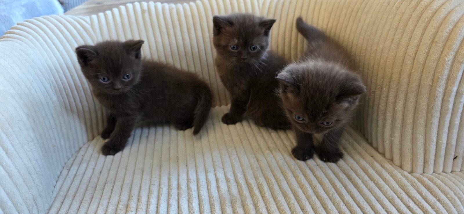 Prachtige britse korthaar kittens, Dieren en Toebehoren, Meerdere dieren, Kortharig, 0 tot 2 jaar