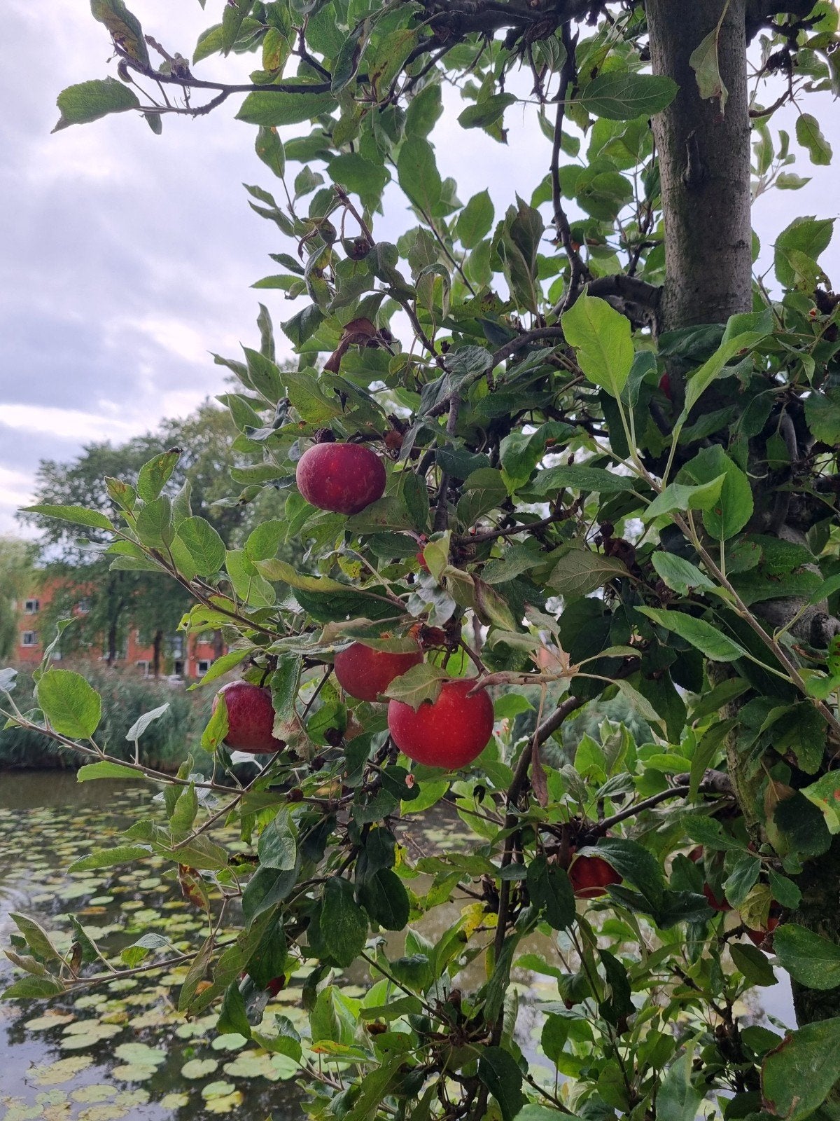 oude appelboom, Ophalen, 100 tot 250 cm, Appelboom, Lente