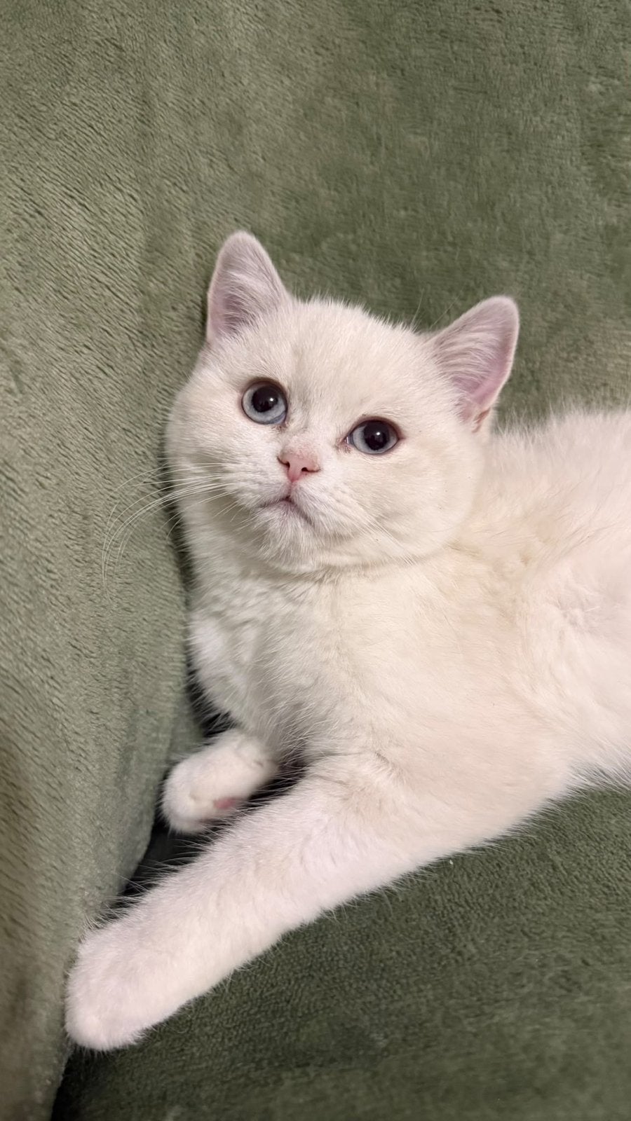 Raszuivere Britse korthaar Bluepoint kitten mag verhuizen, Dieren en Toebehoren, Meerdere dieren, Gechipt