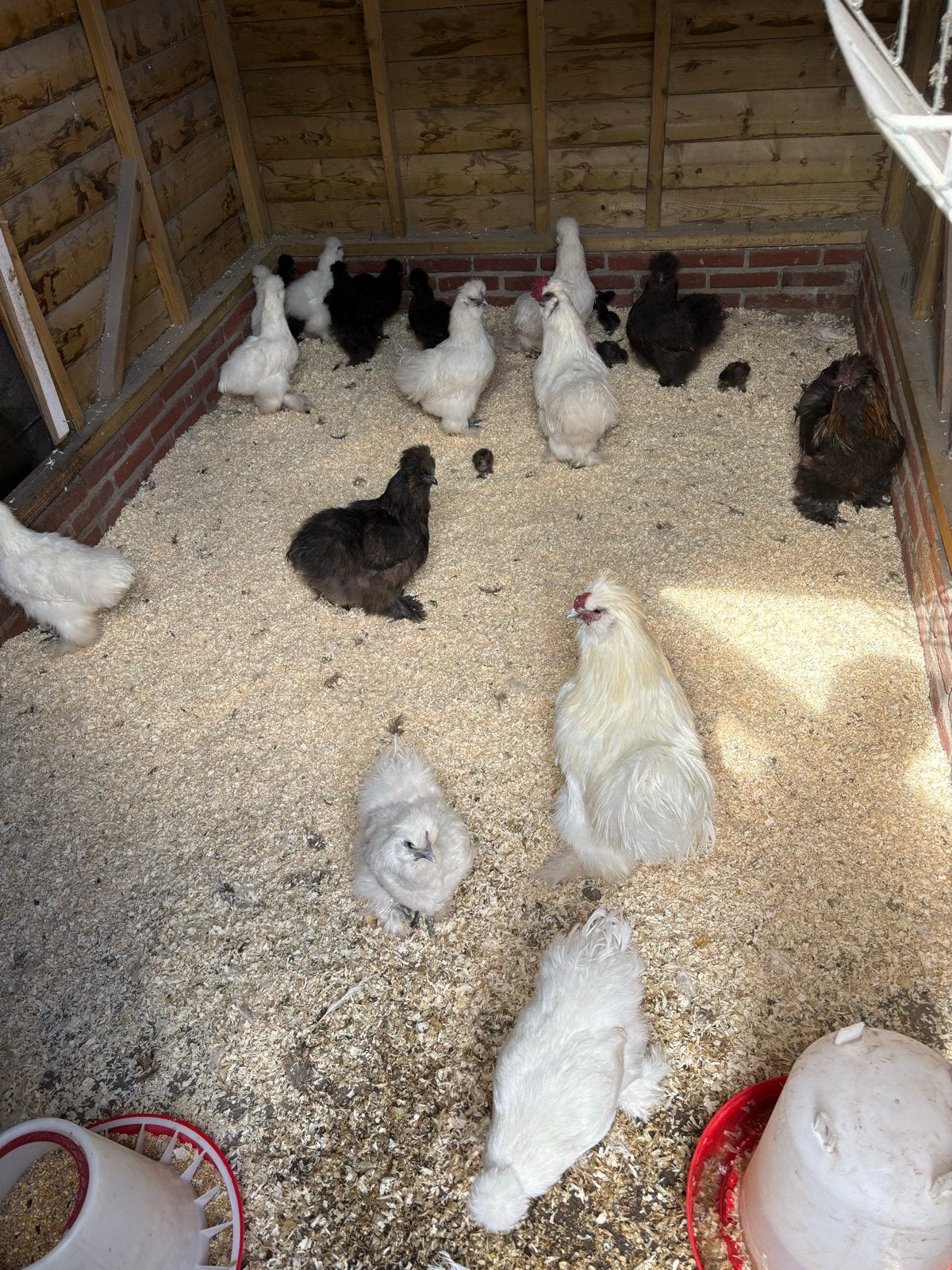 11 zijdehoenders henne + 4 hanen + 5 kuikens (totaal €140,-), Dieren en Toebehoren, Geslacht onbekend, Kip