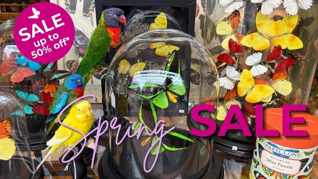 Lentesale bij de museumwinkel! Tot 50% korting!, Ophalen of Verzenden, Nieuw, Overige soorten, Opgezet dier