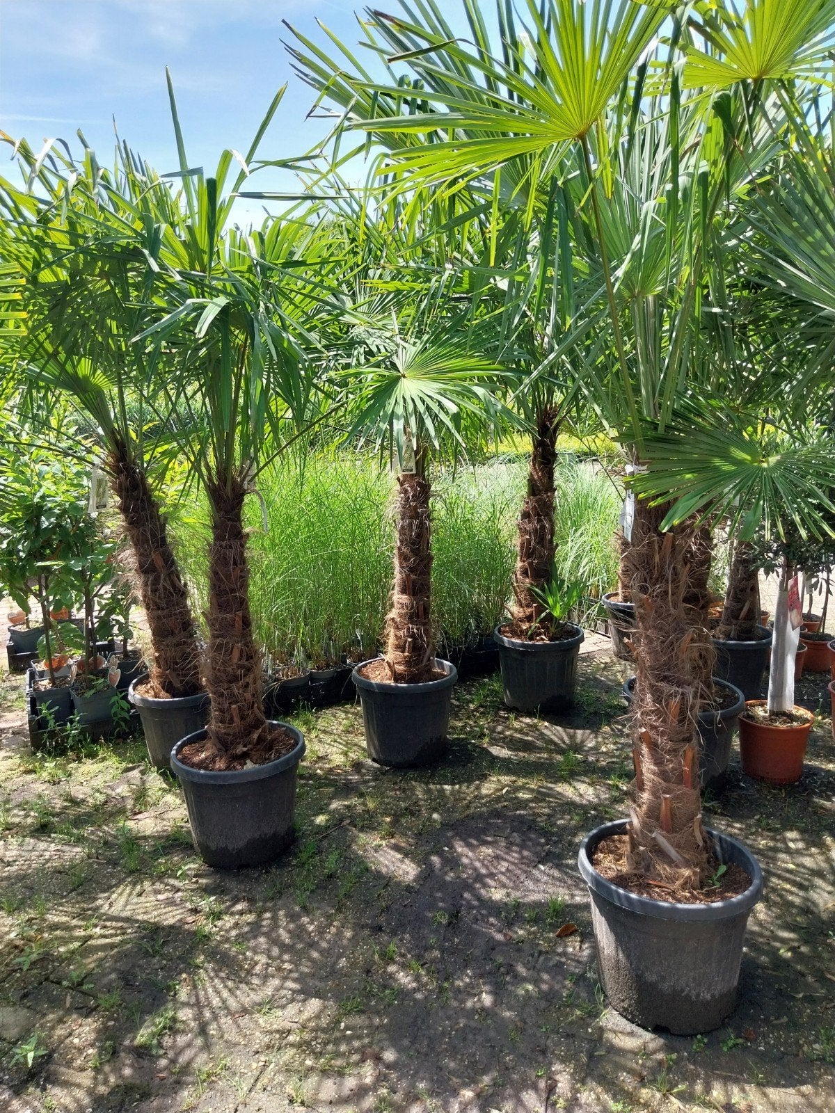 Trachycarpus Fortunei - Winterharde Chinese Waaierpalm, Ophalen, Overige soorten, Halfschaduw