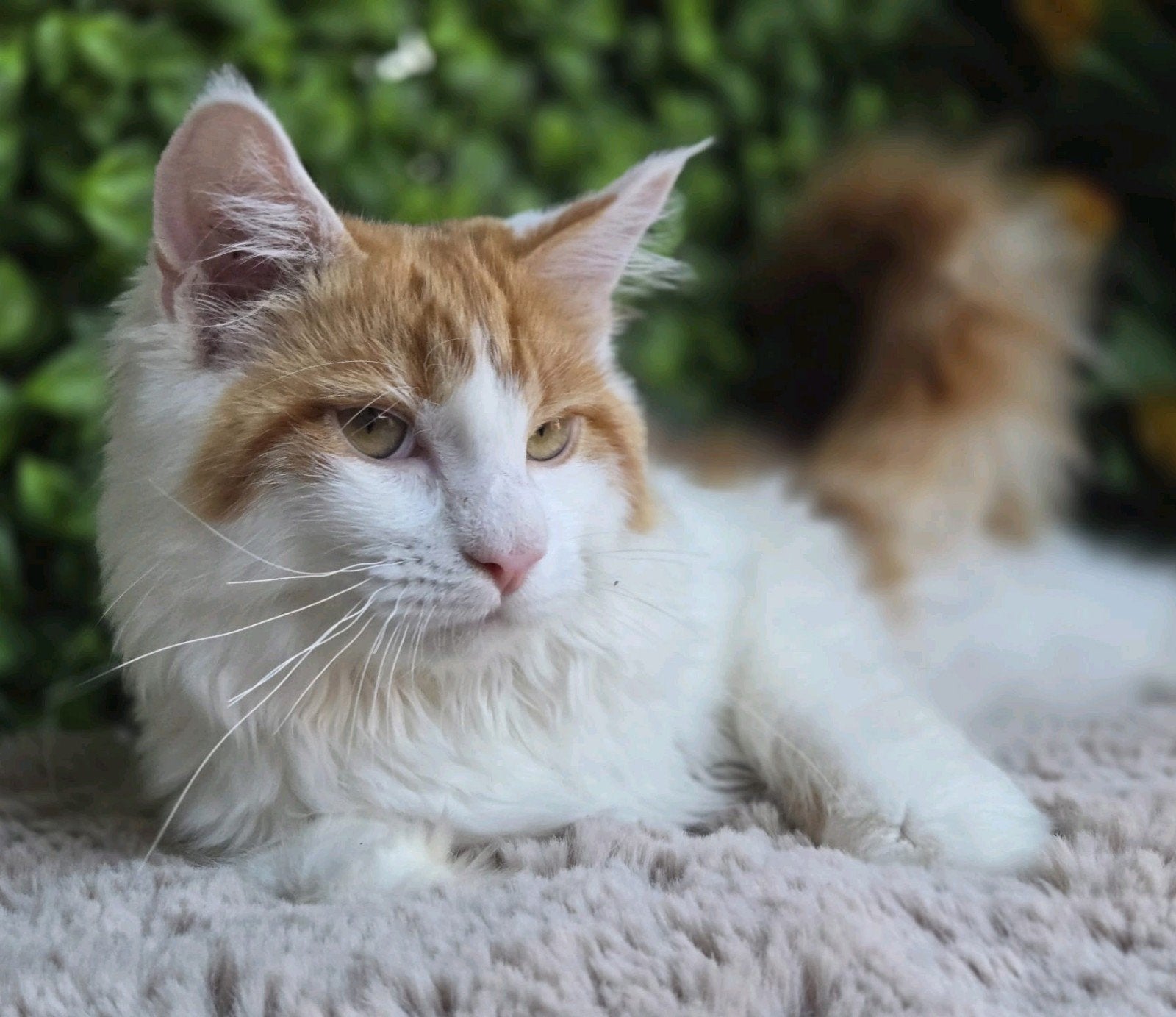 Maine coon katertje met stamboom en fokrechten, Kater, Met stamboom, 0 tot 2 jaar