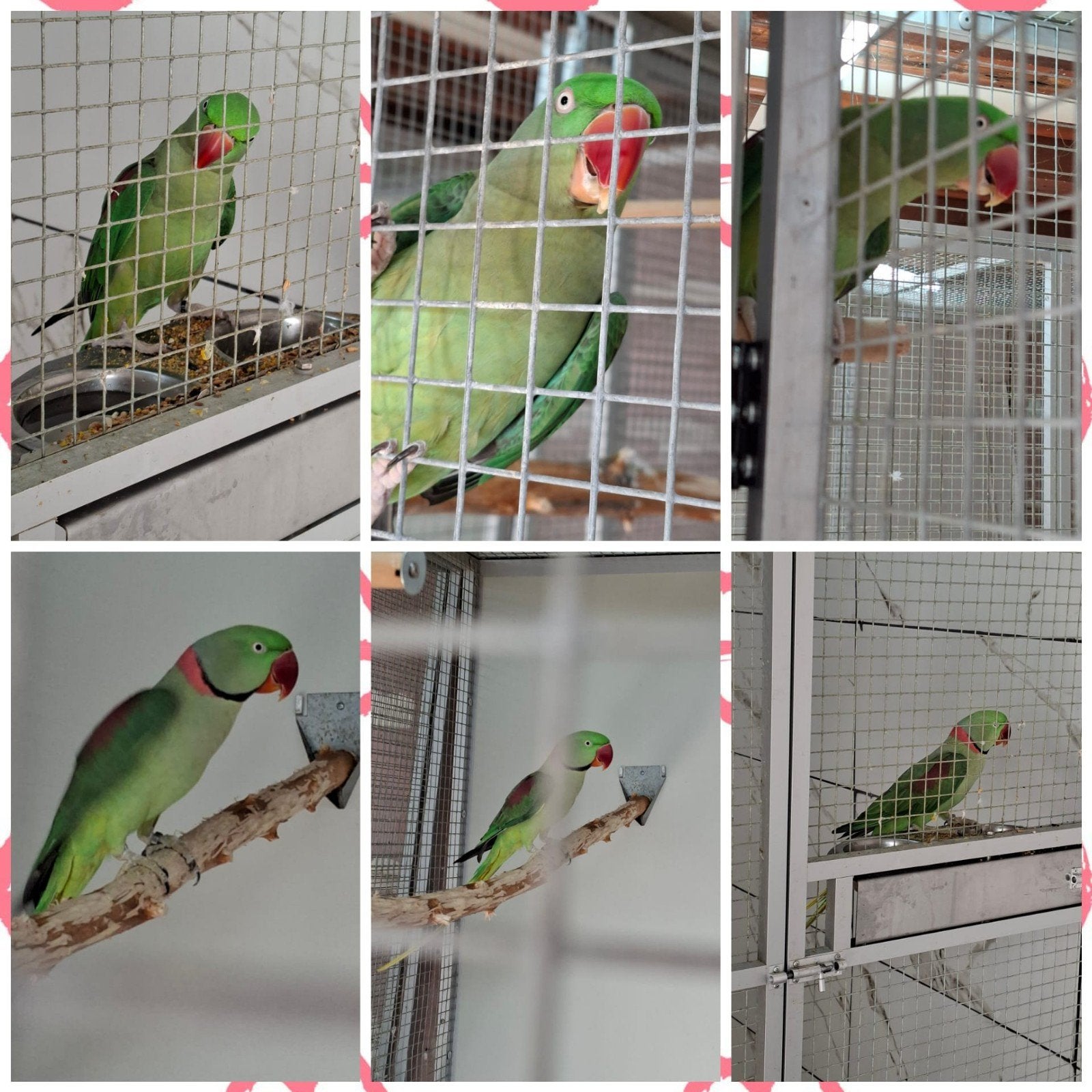 Mooi koppel Alexander parkieten, Dieren en Toebehoren, Vogels | Parkieten en Papegaaien, Meerdere dieren, Parkiet