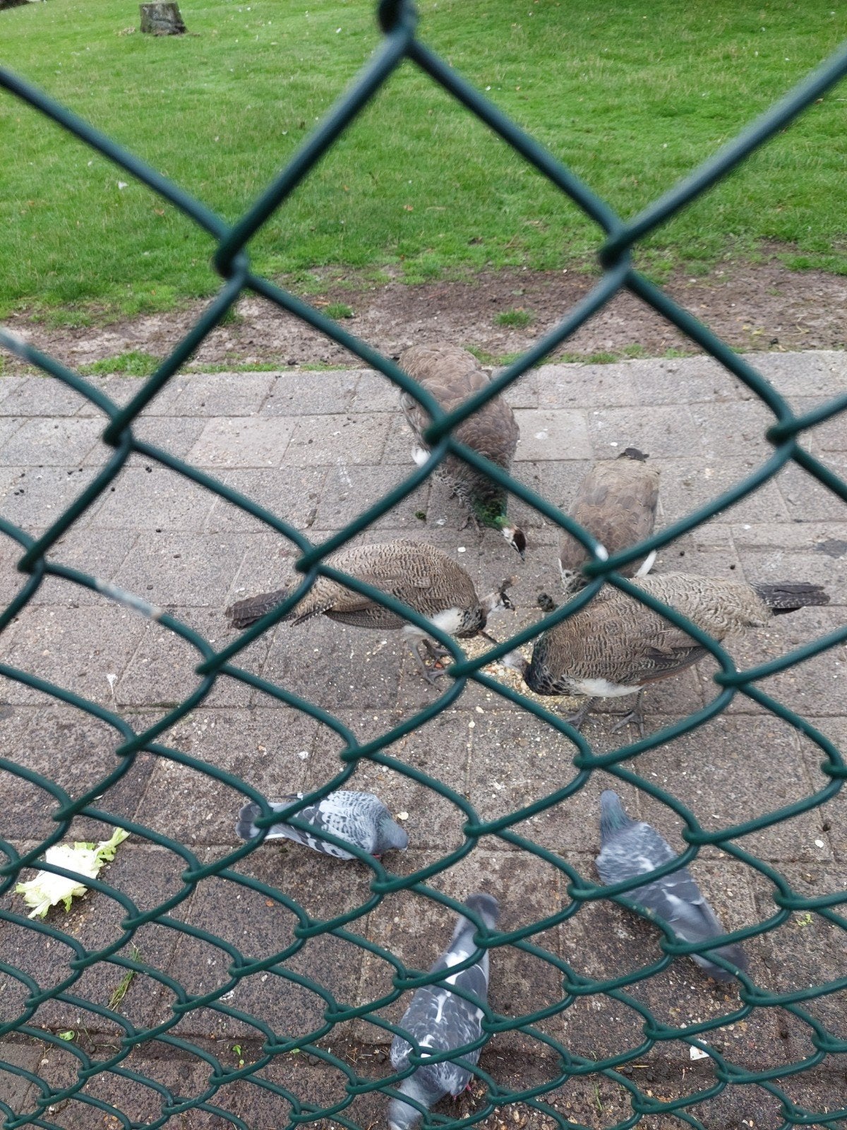 Te koop 3 jonge pauwen, Dieren en Toebehoren, Meerdere dieren, Overige soorten