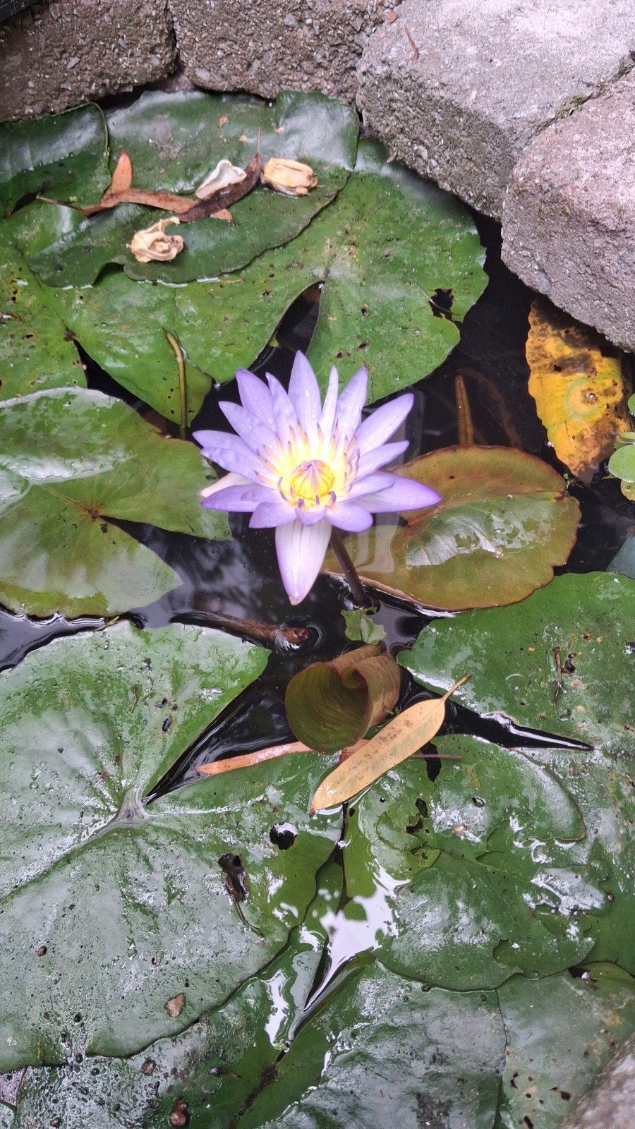 GEZOCHT: Nymphaea 'Blue Queen' Winterharde blauwe waterlelie, Ophalen of Verzenden, Overige soorten, Volle zon