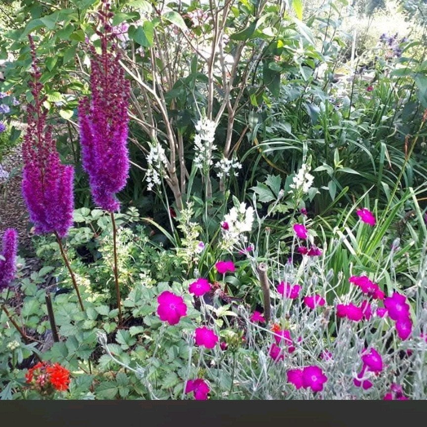 30 soorten planten om uit te kiezen, Tuin en Terras, Ophalen, Overige soorten, Volle zon