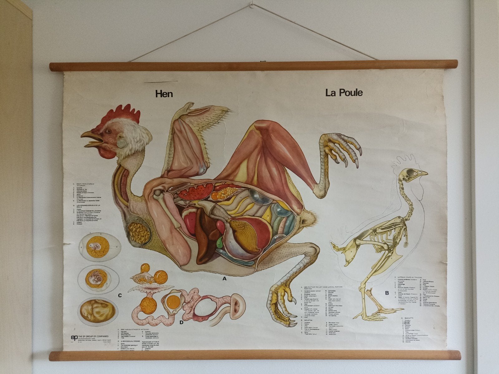 schoolplaat wandplaat kip uit 1973, Ophalen, Natuur en Biologie