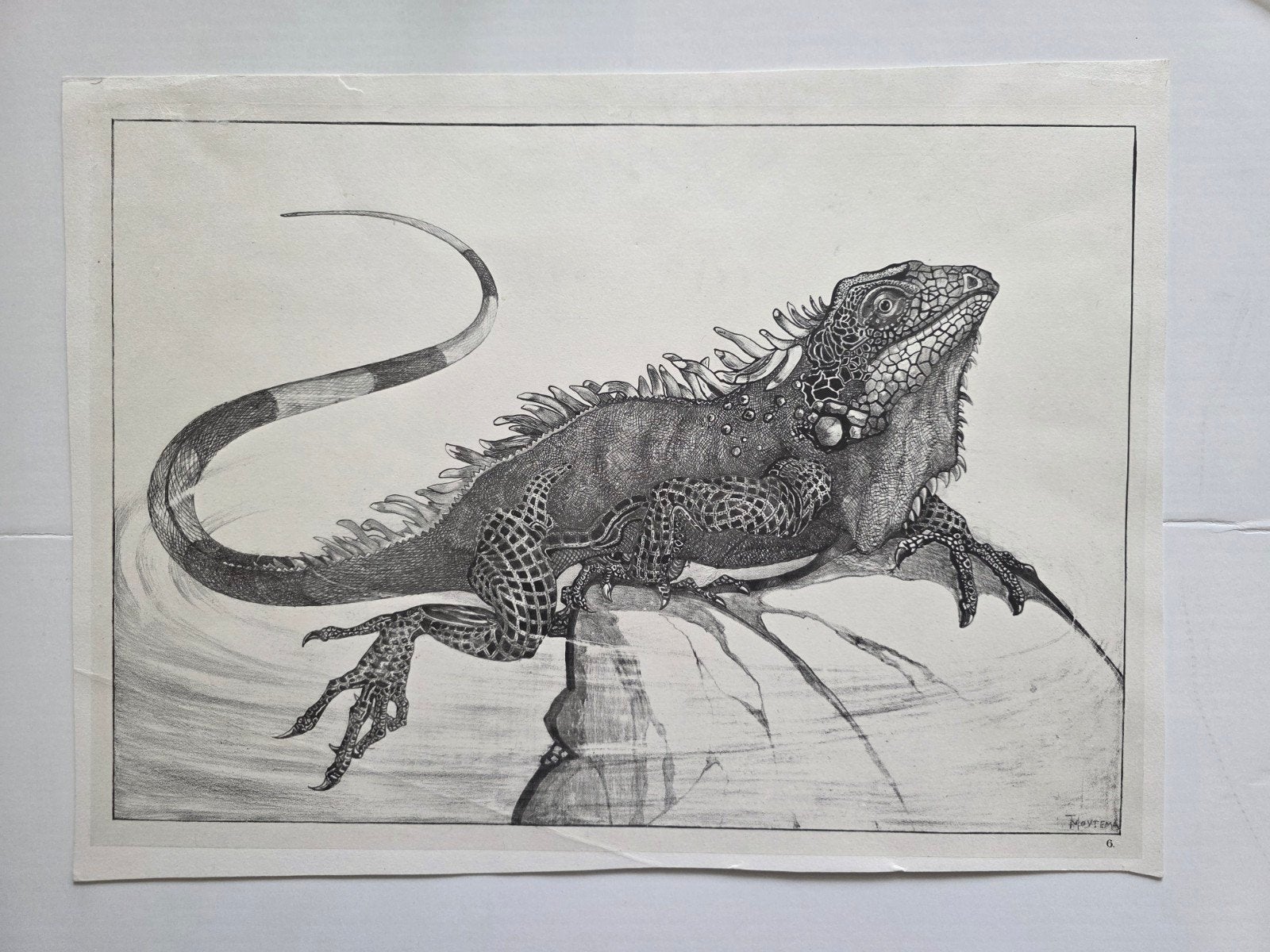 theo van Hoytema - leguaan - lithografie - 1898, Origineel, Ophalen of Verzenden, Lithografie, Dieren en Natuur