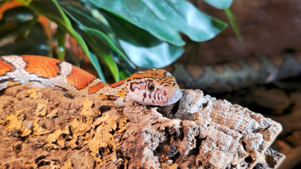 Rattenslang wildkleur: Man, incl terrarium Rat Snake photo 6