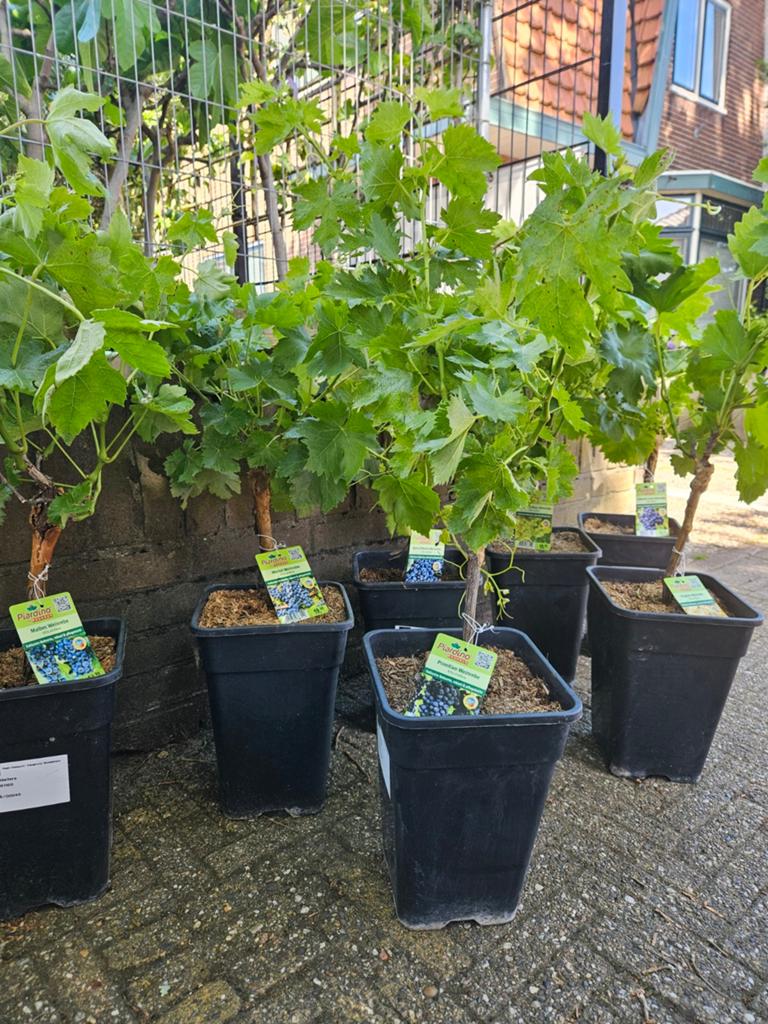 Druif op stam: € 19,99 - 6 verschillende soorten