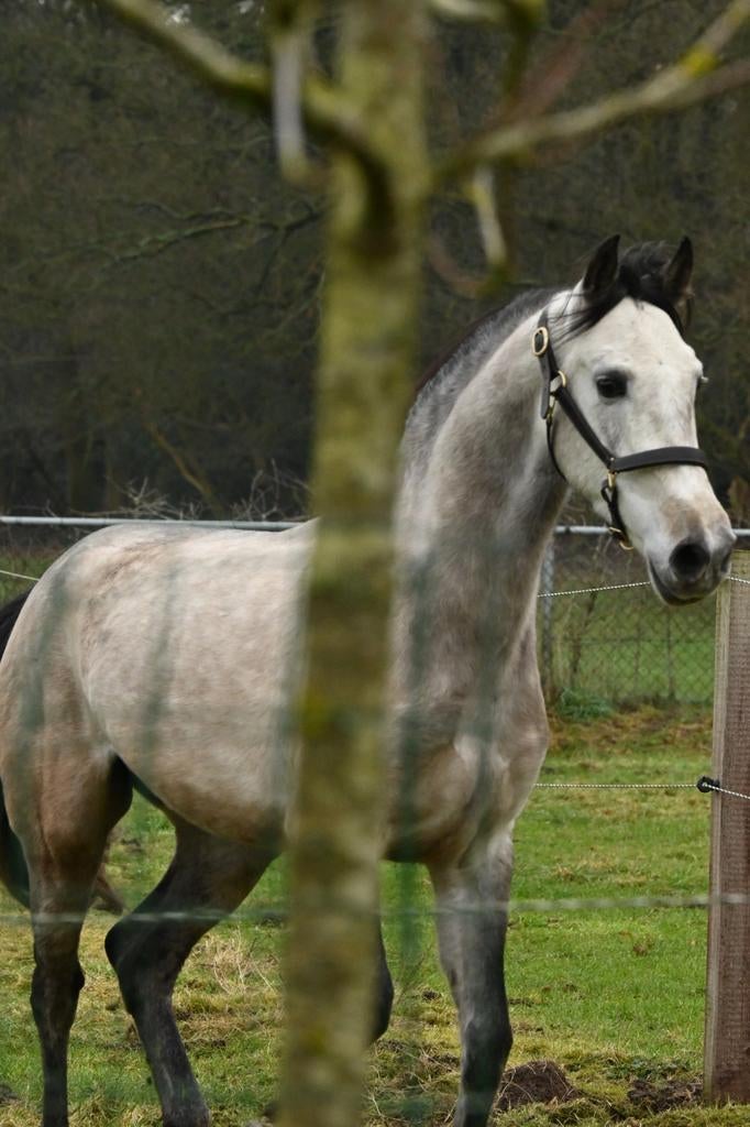 Zeer brave lieve 5 jr andalusier ruin, Dieren en Toebehoren, Ruin, Zadelmak, 3 tot 6 jaar, 160 tot 165 cm