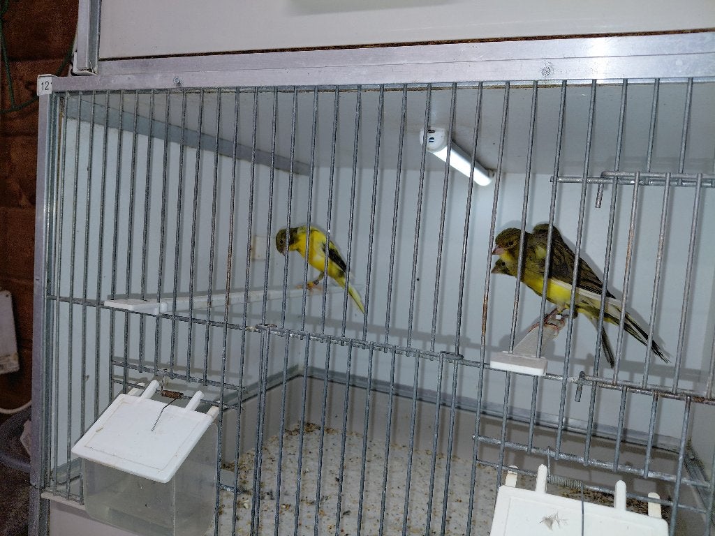 POSTUURKANARIES, Dieren en Toebehoren, Meerdere dieren, Postuurkanarie